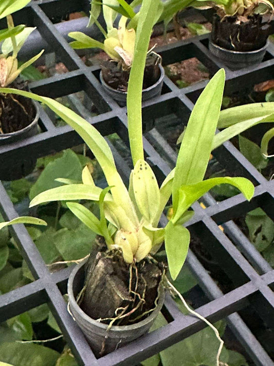 Oncidium Orchid Plant Jairak Fragrant # 283