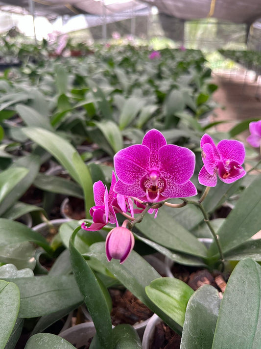 Phalaenopsis Happy Hour orchid flowers