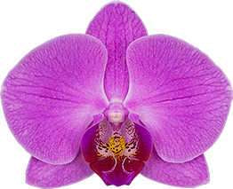 Phalaenopsis Harper Seven orchid flowers