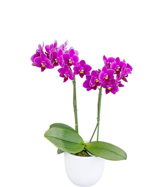 Phalaenopsis Orchid Kissy Lips Blooming Size