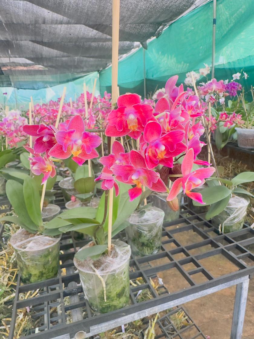 Combo Pack of 2 Colors Phalaenopsis plants with flower