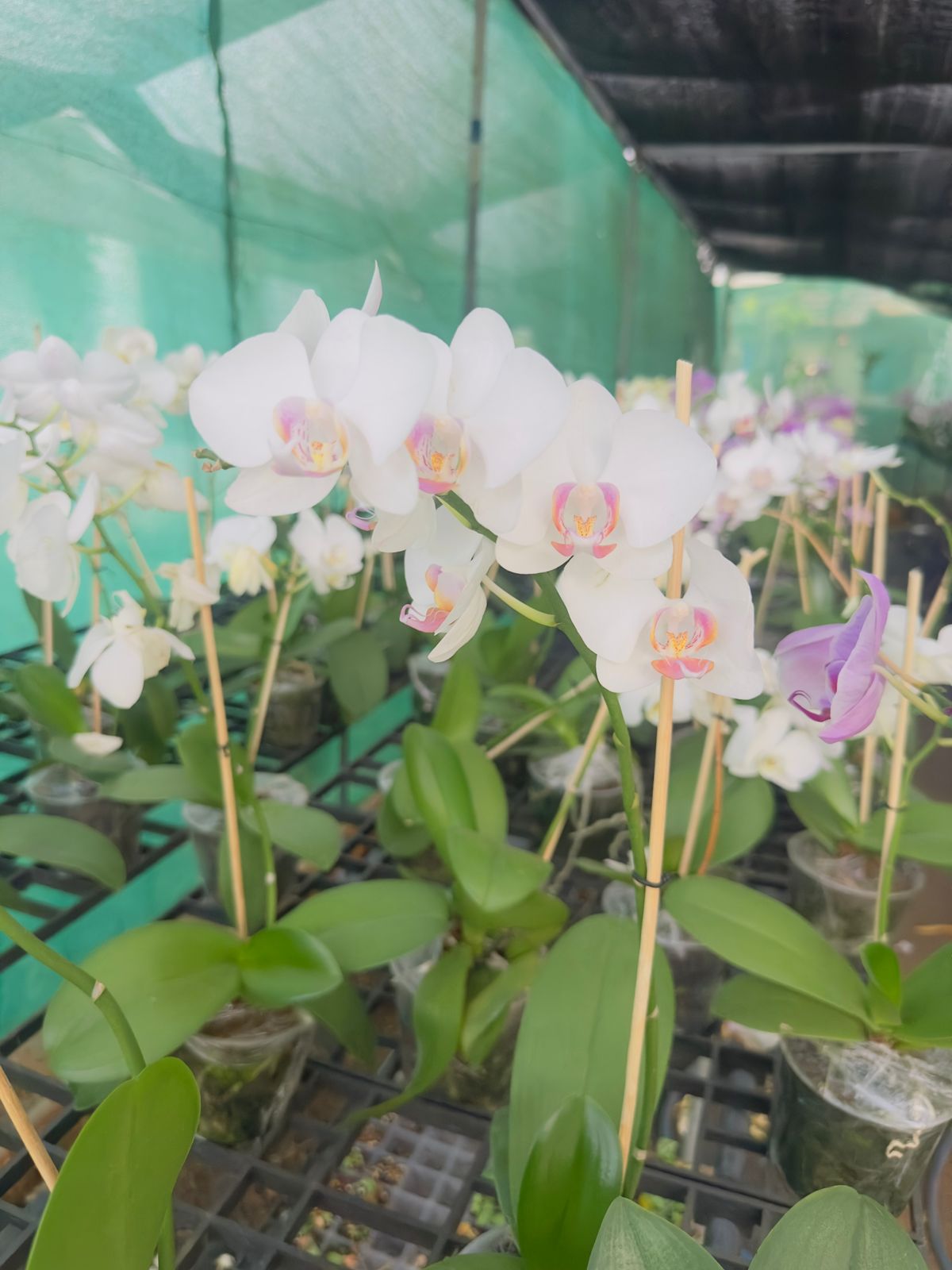 Combo Pack of 4 Colors Phalaenopsis plants with flower