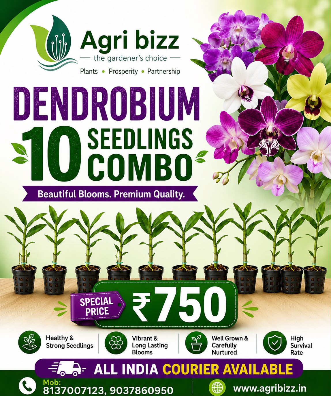 10 dendrobium seedlings combo