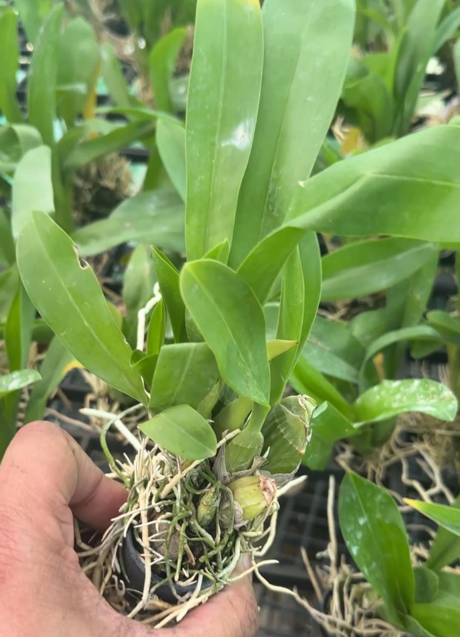 Grammatophyllum Pakkret Leo Asgard Orchid Plant Seedling