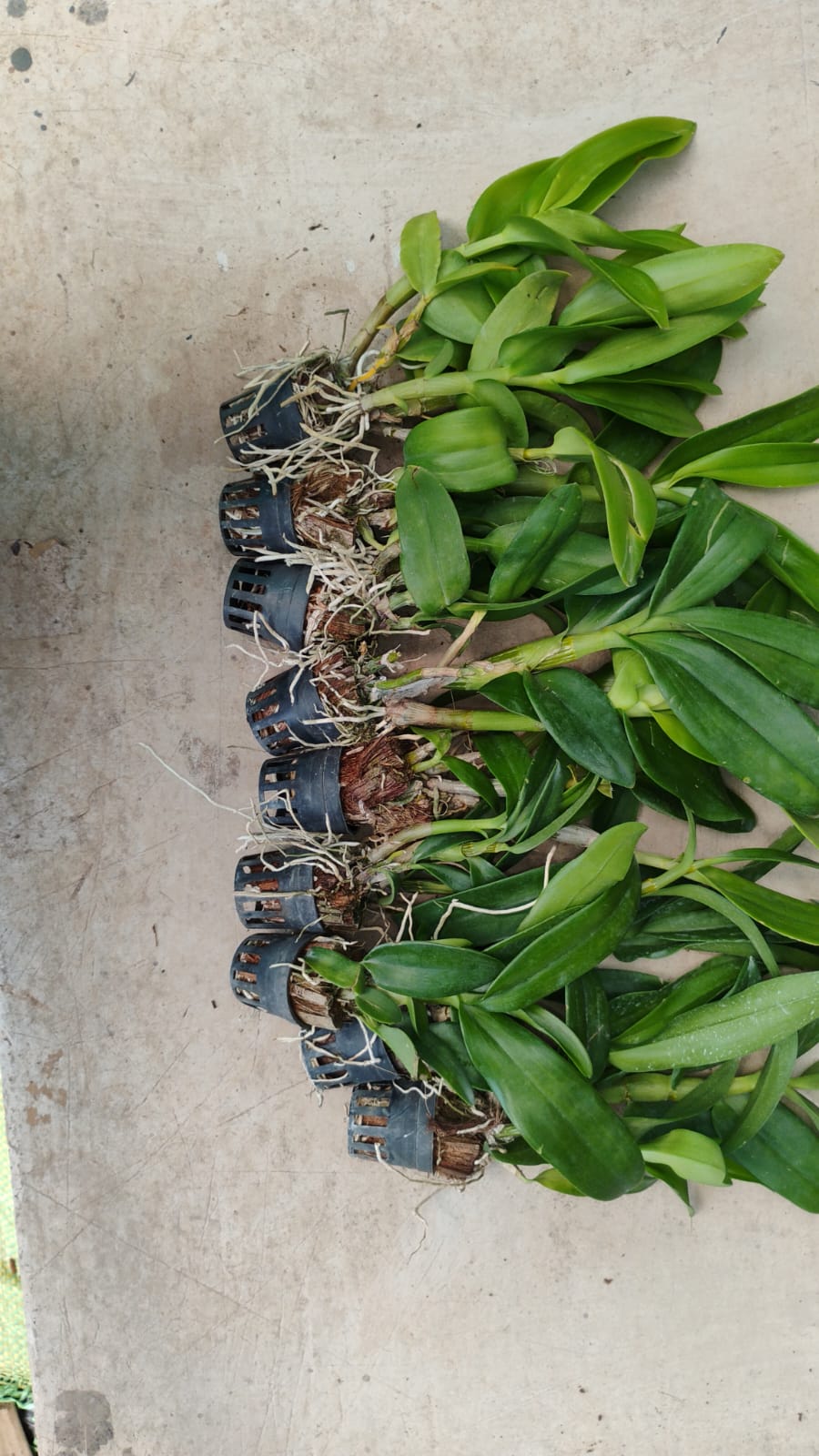 Combo Pack of 9 Colors Dendrobium premium seedlings plants