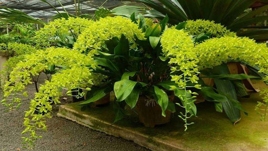 Combo Pack of 2 Grammatophyllum Orchid Seedlings