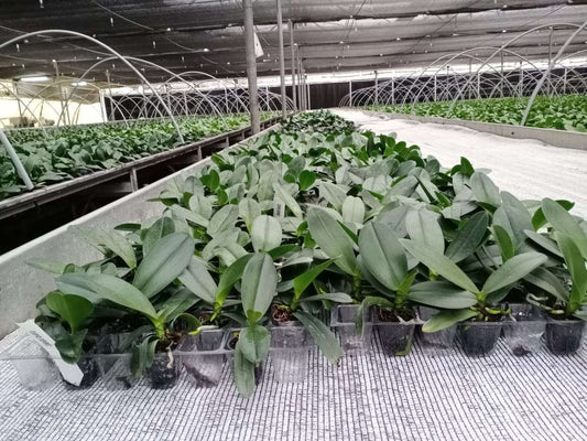 Combo Pack of 4 Colors Phalaenopsis plants