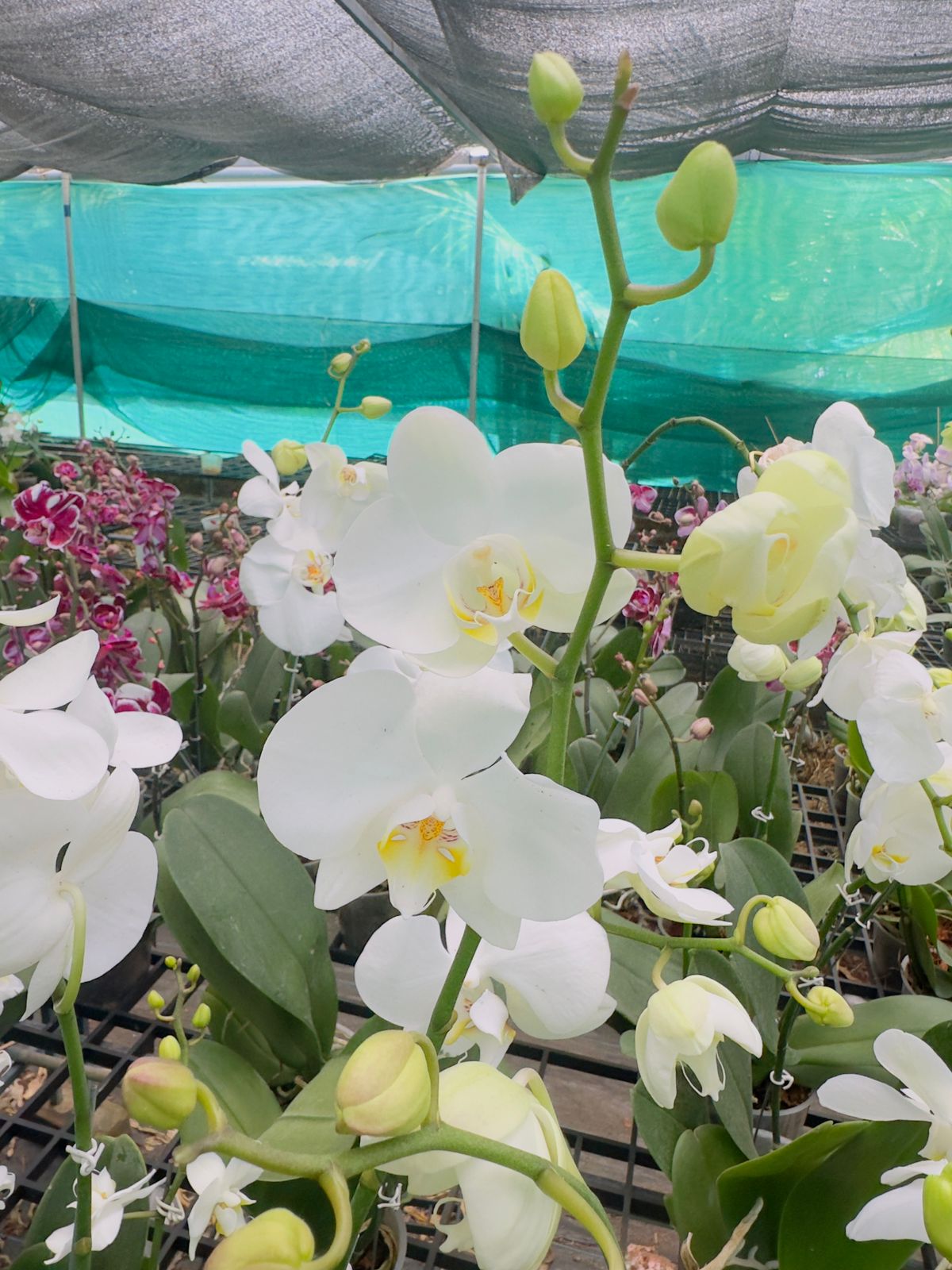 Phalaenopsis Orchid White Classic with Flower