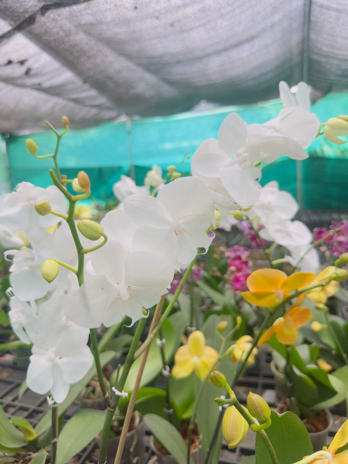 Phalaenopsis Moon Orchid with Flower