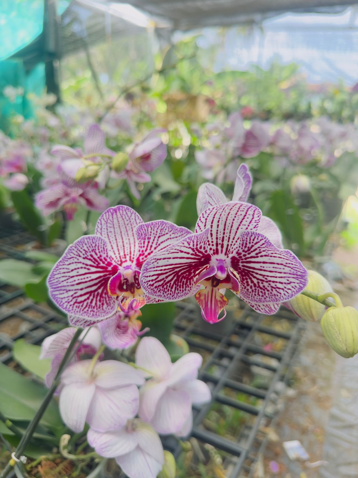 Phalaenopsis Orchid #105 with Flower