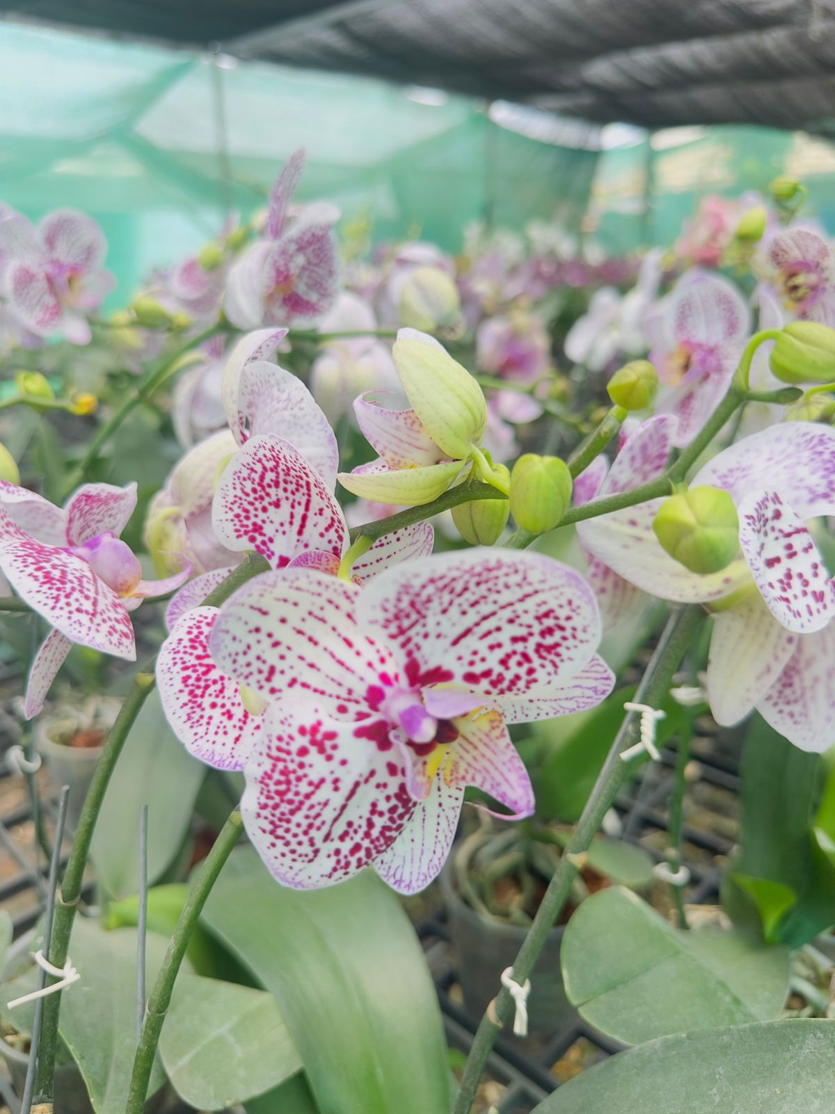 Phalaenopsis Orchid #109 with Flower