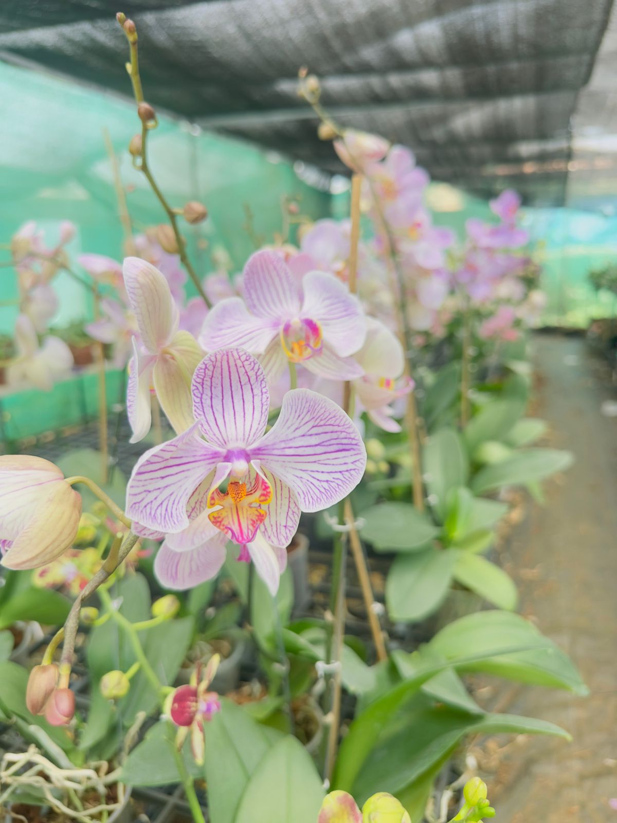 Phalaenopsis Orchid #111 with Flower
