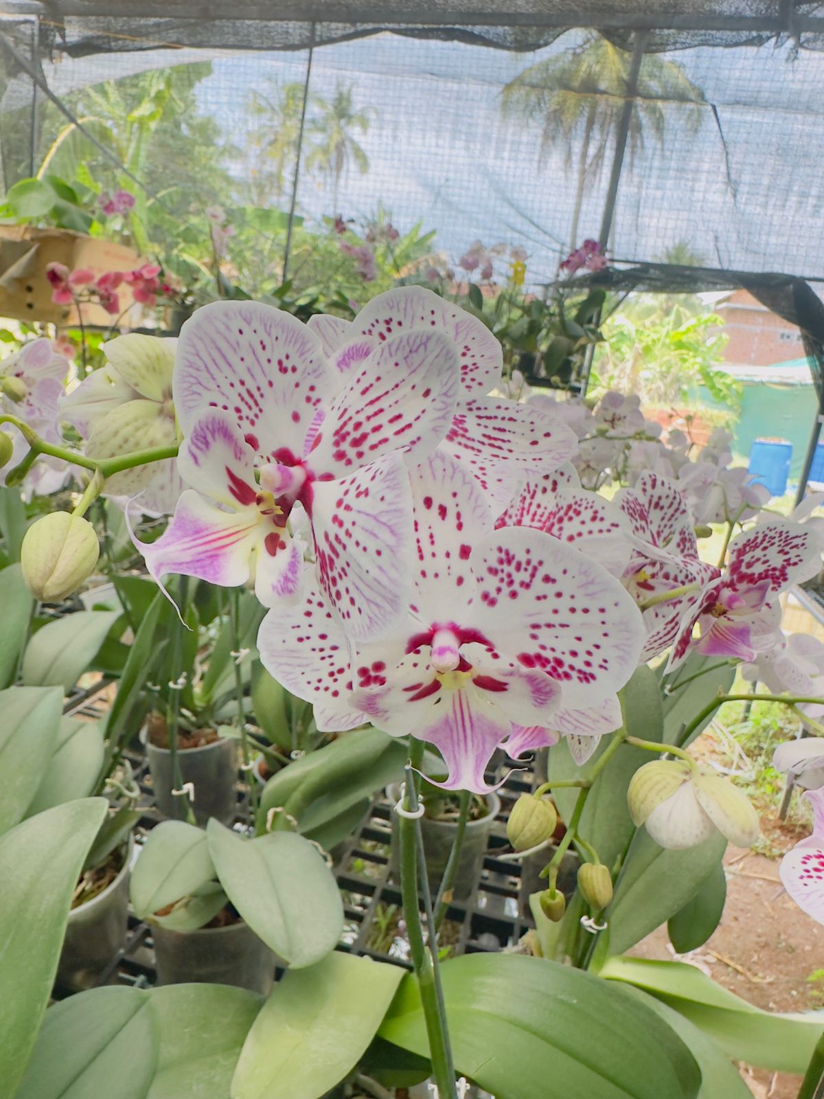 Phalaenopsis Orchid Harlequin with Flower