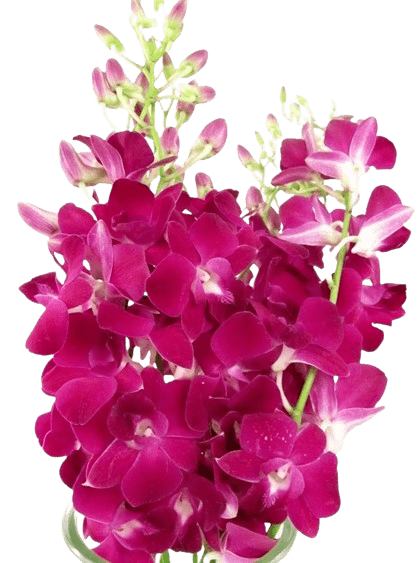dendrobium orchids agribizz