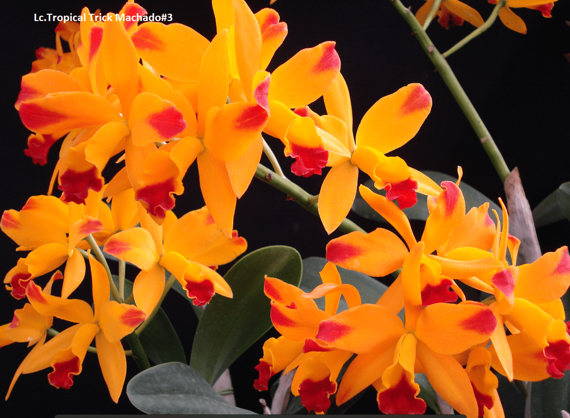 Cattleya orchids Agribizz