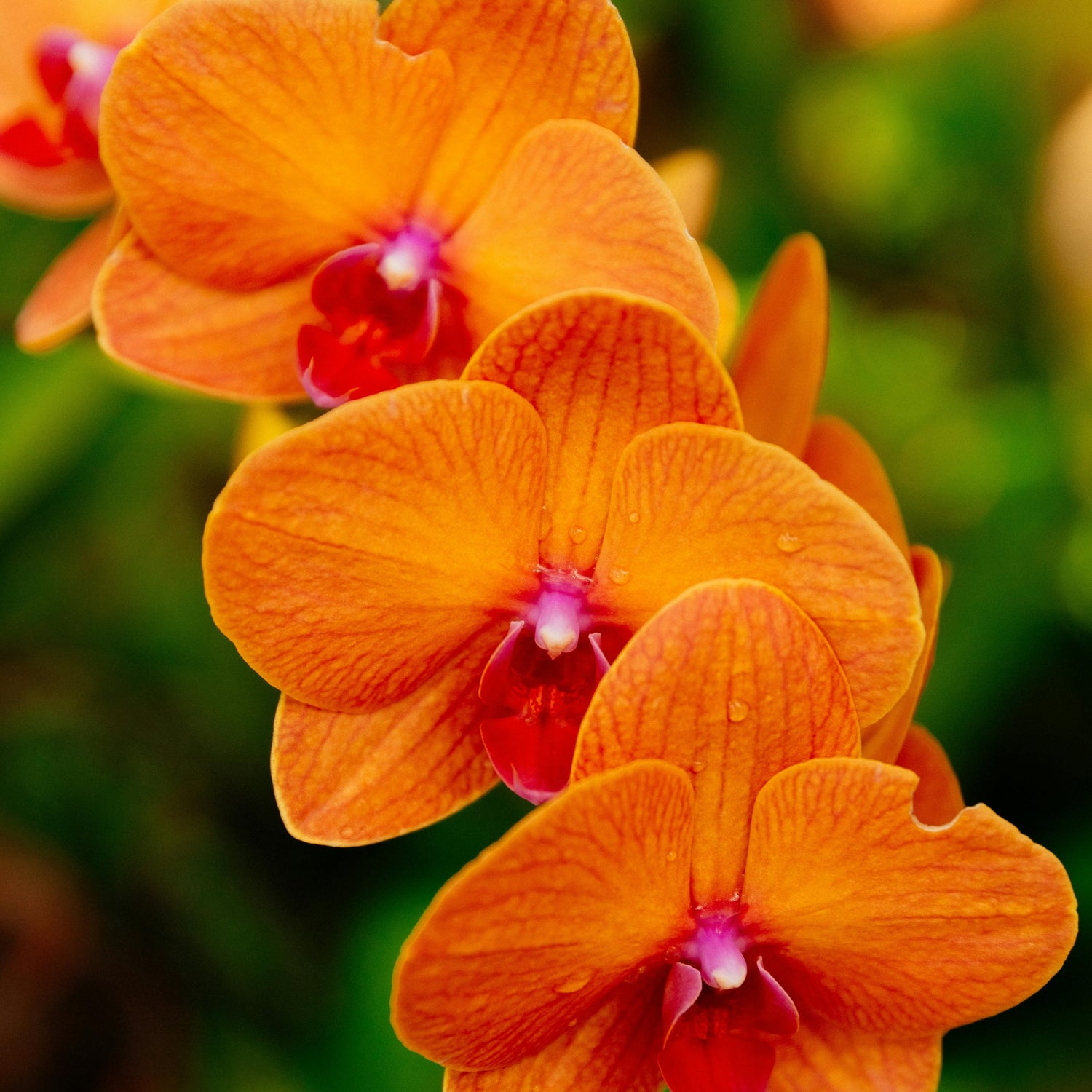 Phalaenopsis orchids Agribizz