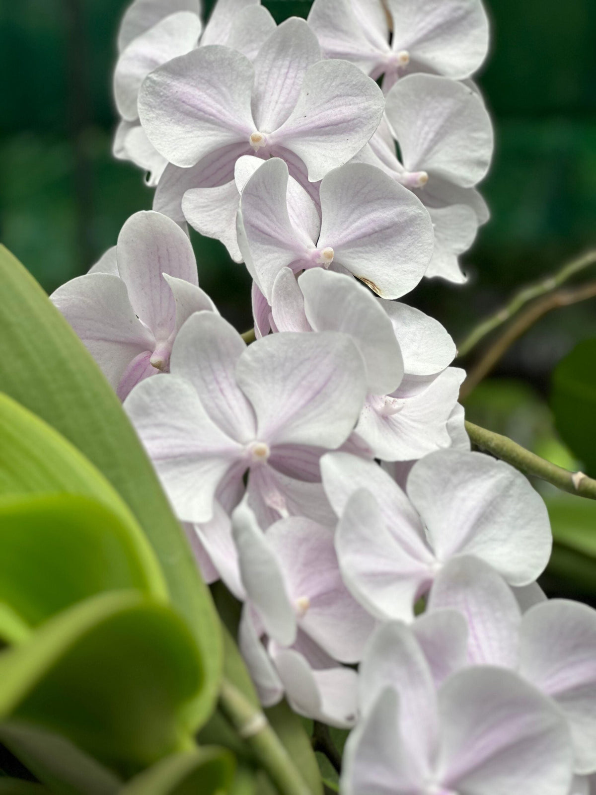 Phalaenopsis Mother plants