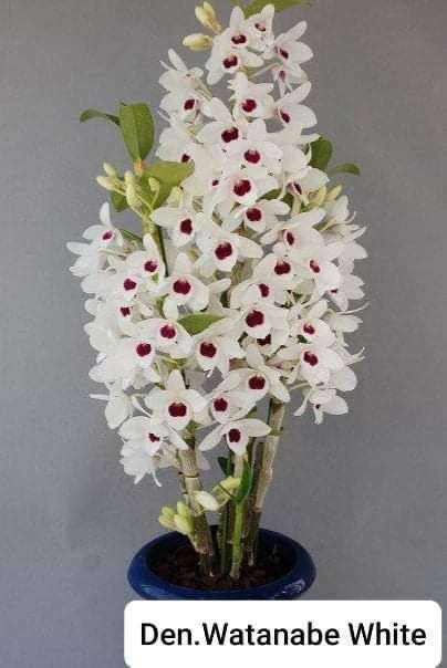 Den.Nobile-Watanabe-White-nobile-orchid-plant