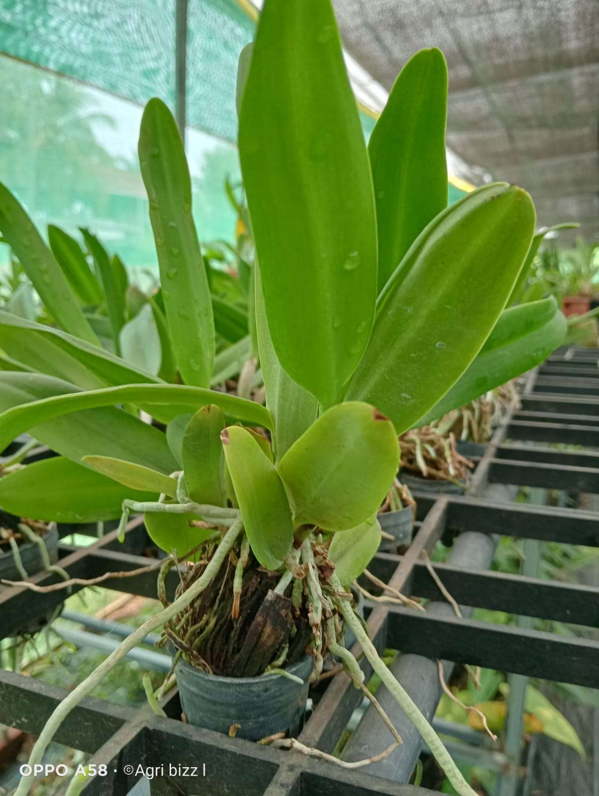 Cattleya Seedlings