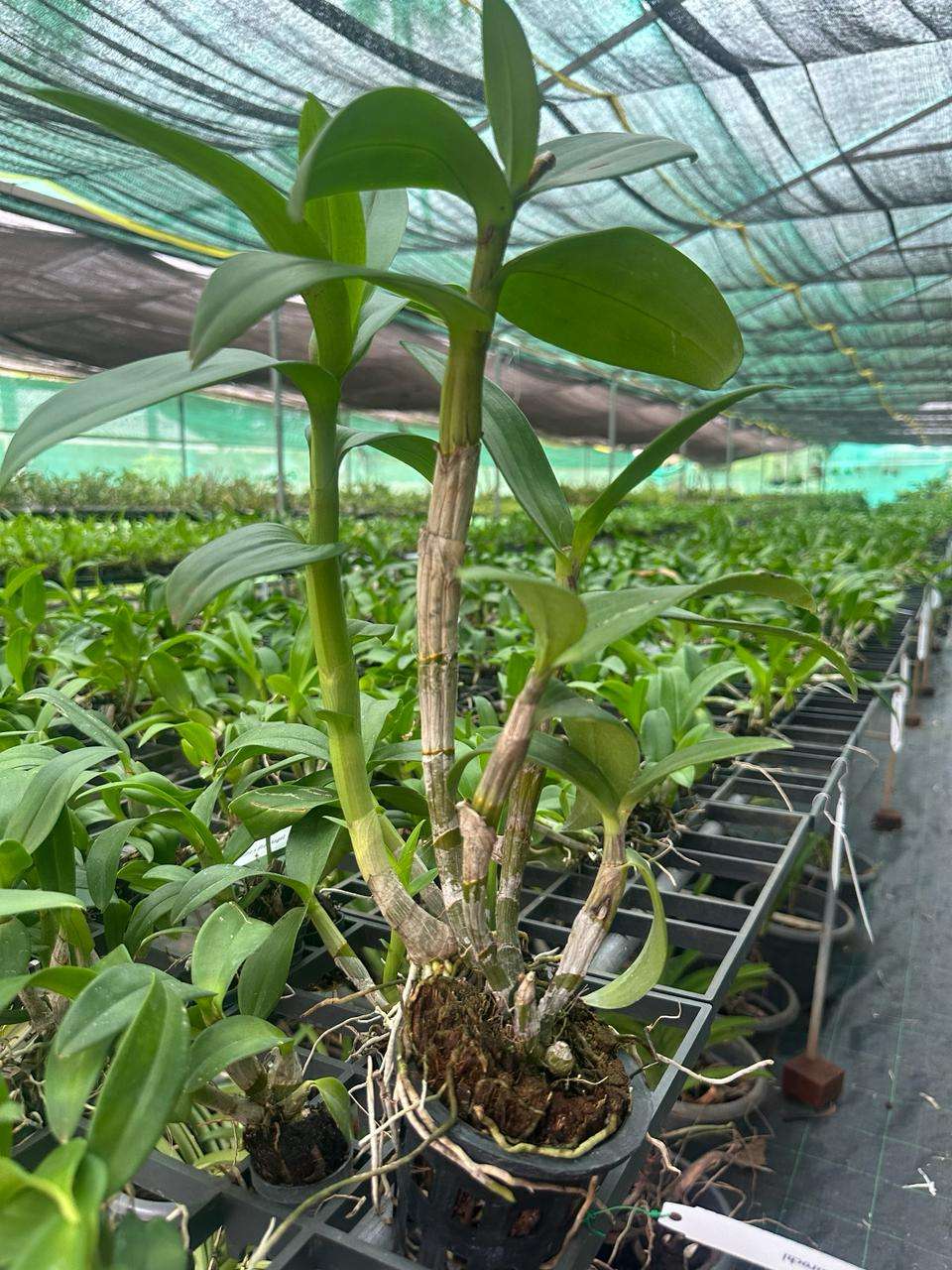 Dendrobium Flowering Size