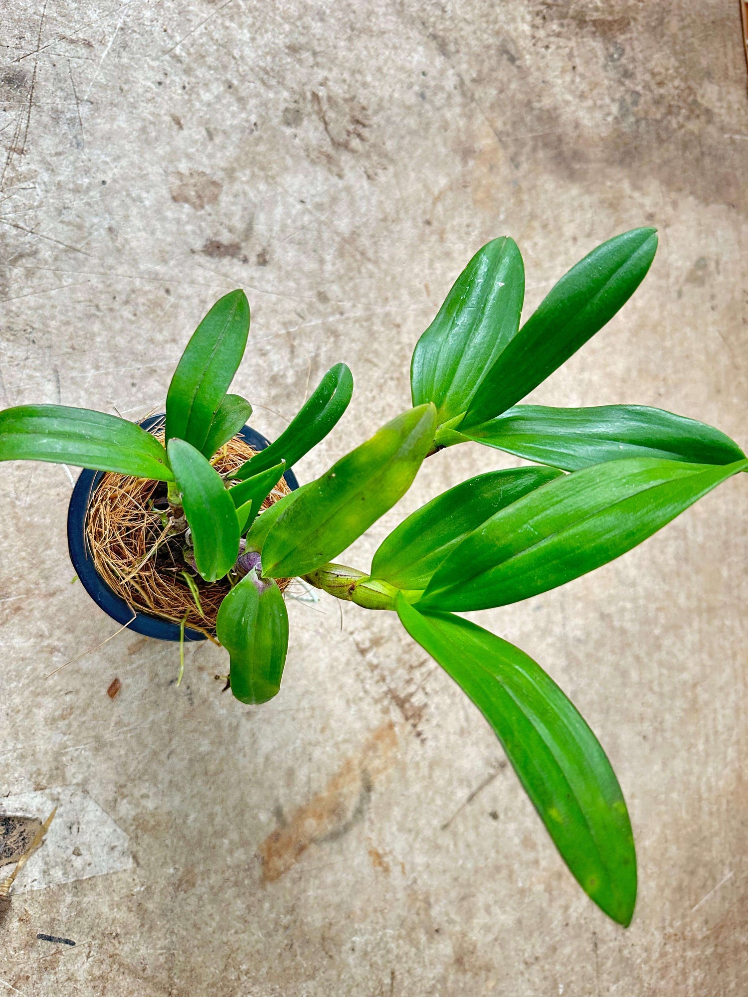 Dendrobium Blooming Size