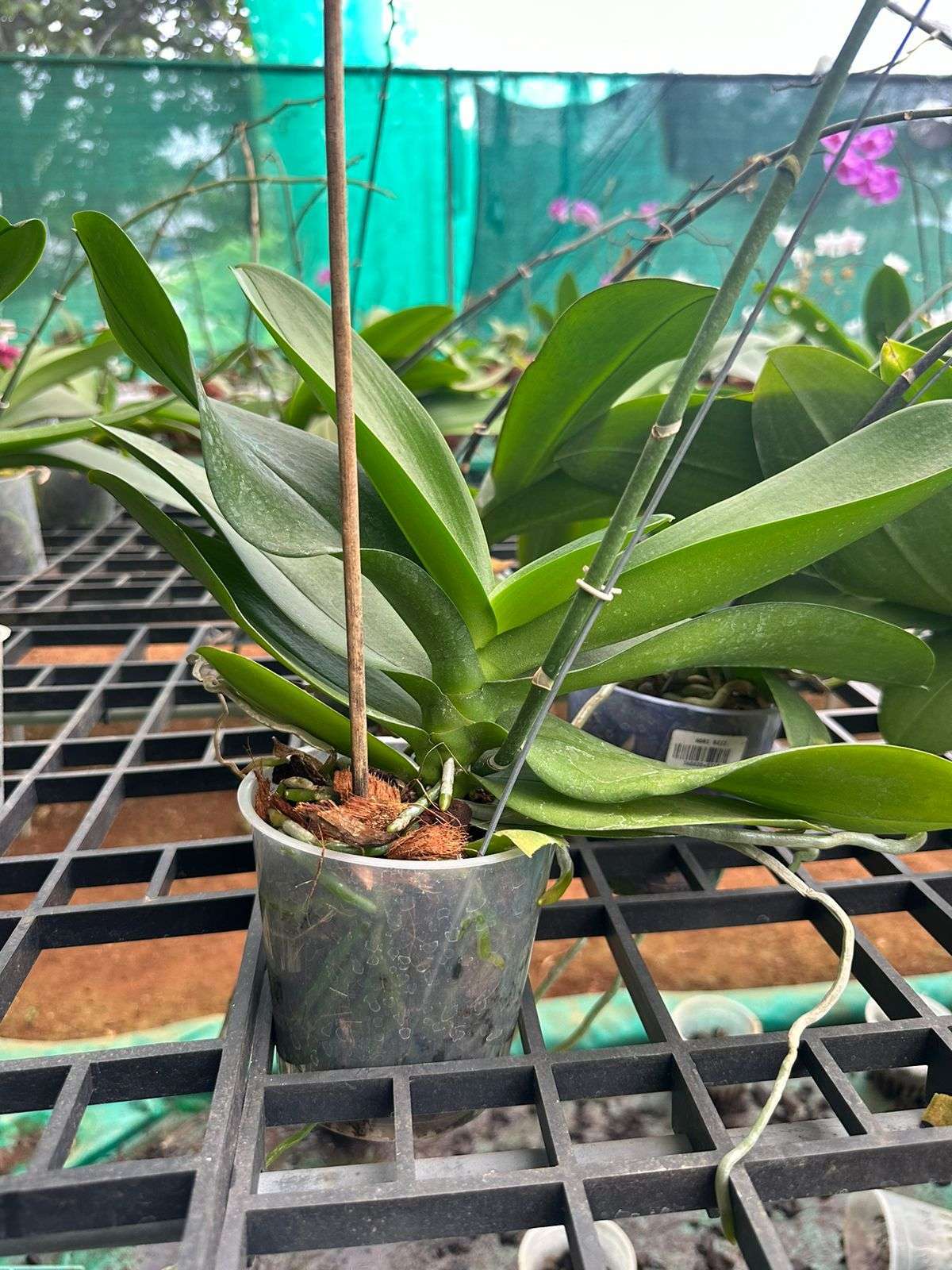 Phalaenopsis Flowering Size