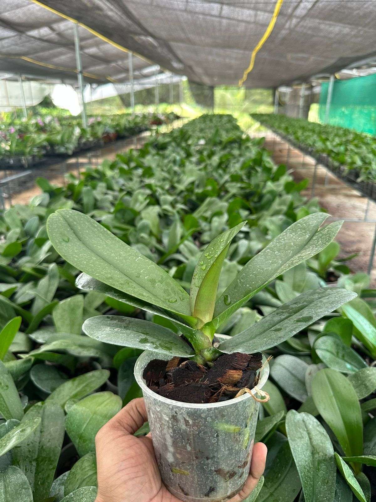 Phalaenopsis Blooming Size