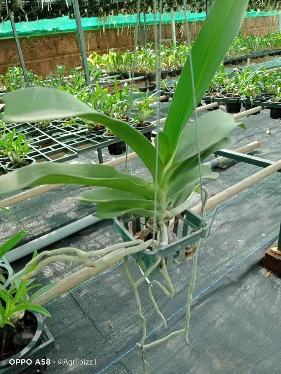 Rhynchostylis Blooming