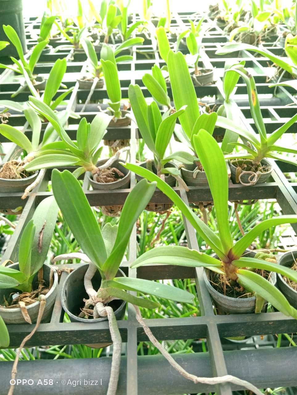 Rhynchostylis Seedlings