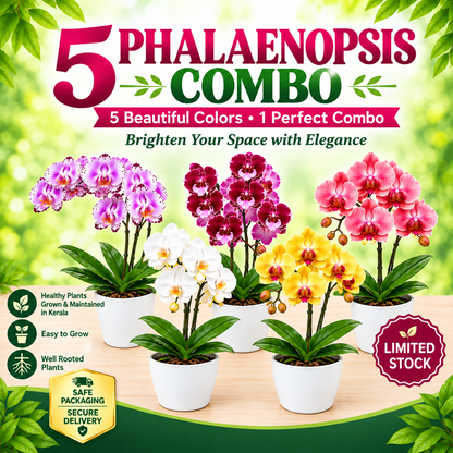 5 Phalaenopsis orchid plants combo