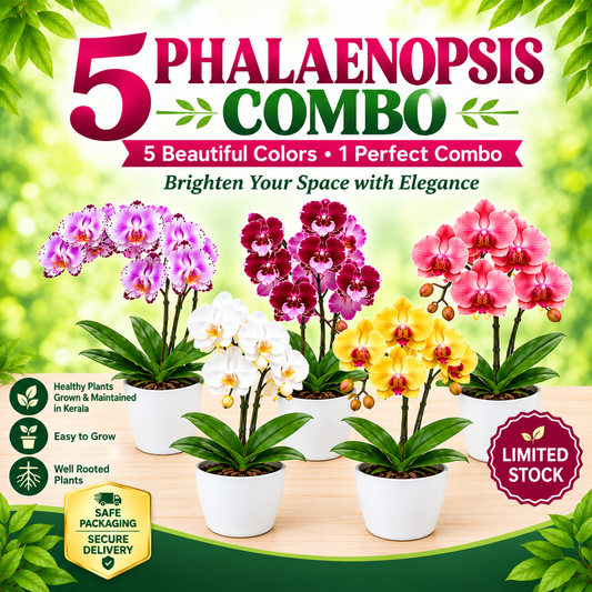 5 Phalaenopsis orchid plants combo