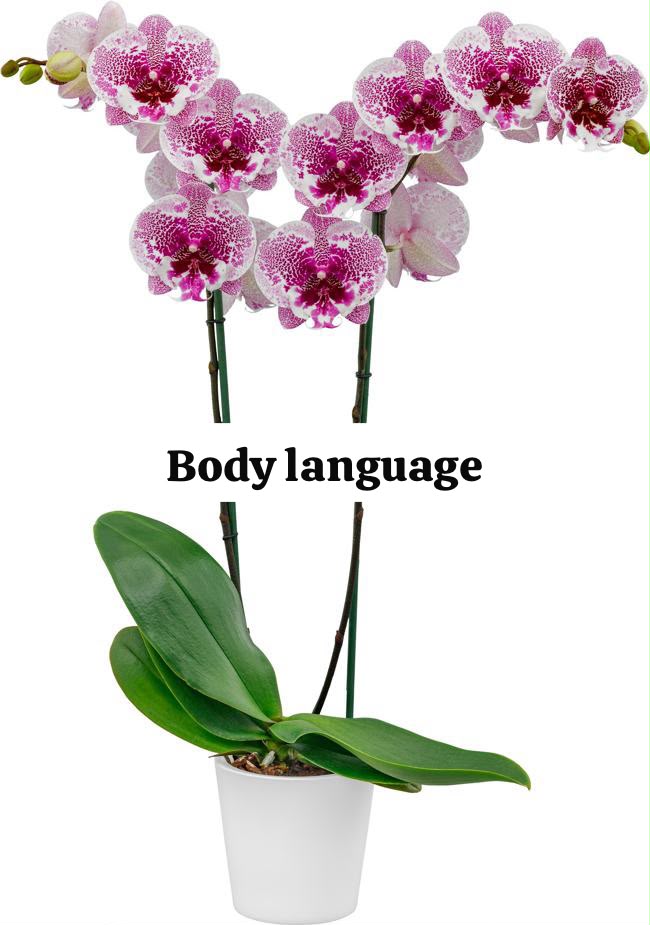 Body language Phalaenopsis orchid