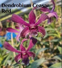 Dendrobium Orchid Ceaser Red Seedling