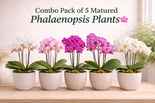 Combo Pack of 5 Colors Phalaenopsis Matured plants