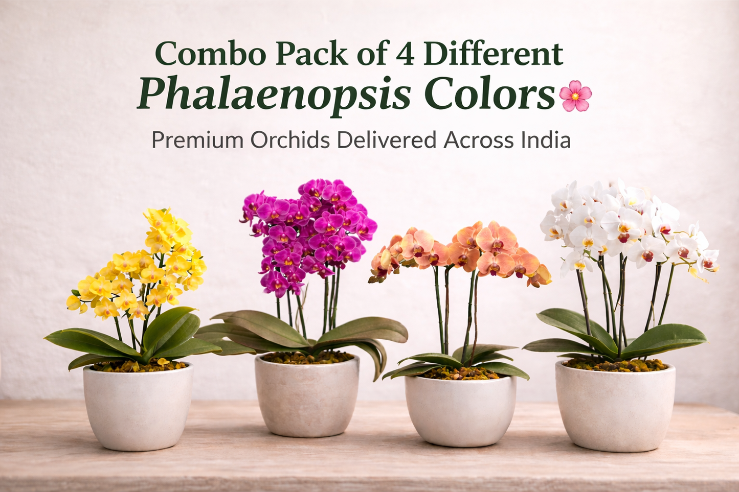 Combo Pack of 4 Colors Phalaenopsis plants