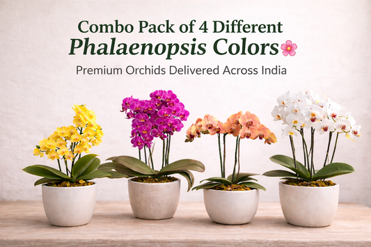 Combo Pack of 4 Colors Phalaenopsis plants