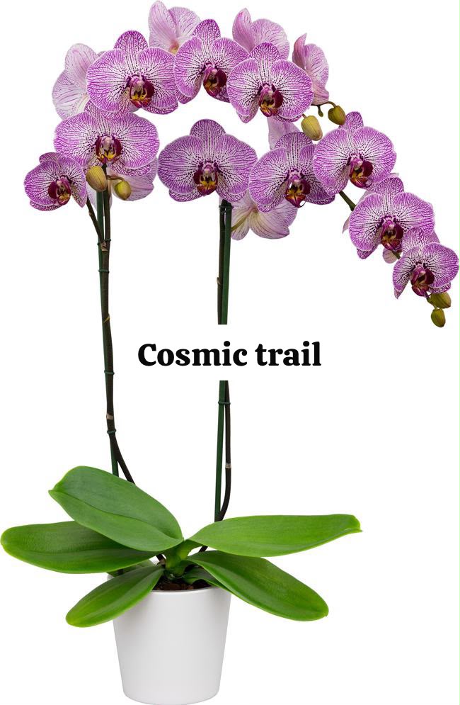 Cosmic trail Phalaenopsis orchid