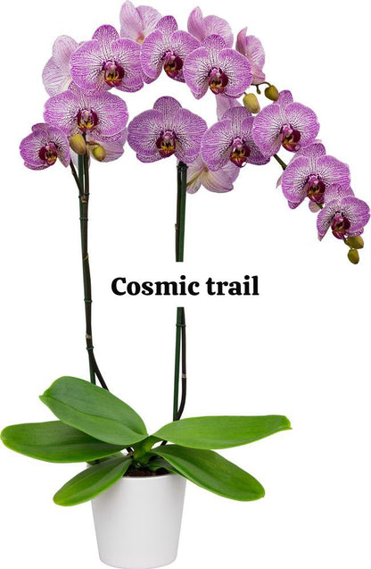 Cosmic trail Phalaenopsis orchid