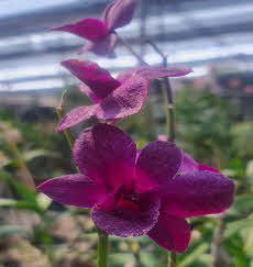Dendrobium Orchid Madona Red Seedling