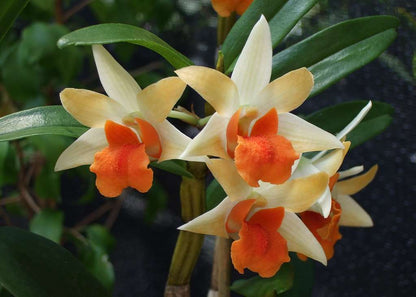 Dendrobium Frosty Dawn x Dawn Maree Matured Orchid Plant