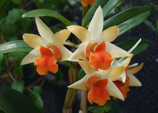 Dendrobium Frosty Dawn x Dawn Maree Matured Orchid Plant