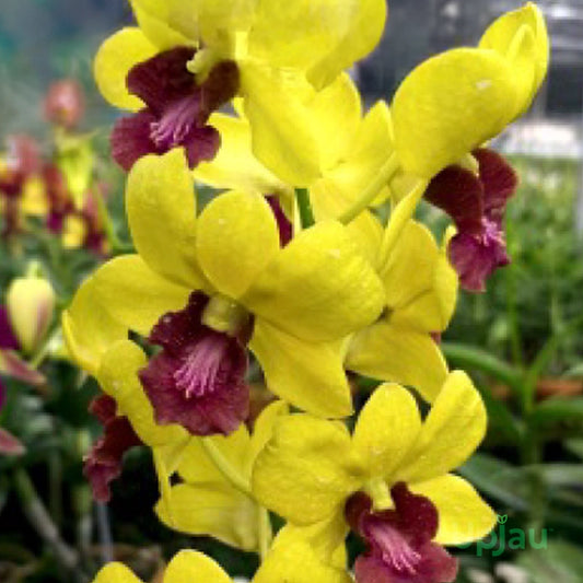 Dendrobium Orchid Thongchai gold #131 Seedling