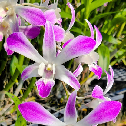 Dendrobium Orchid Ceaser pink Seedling