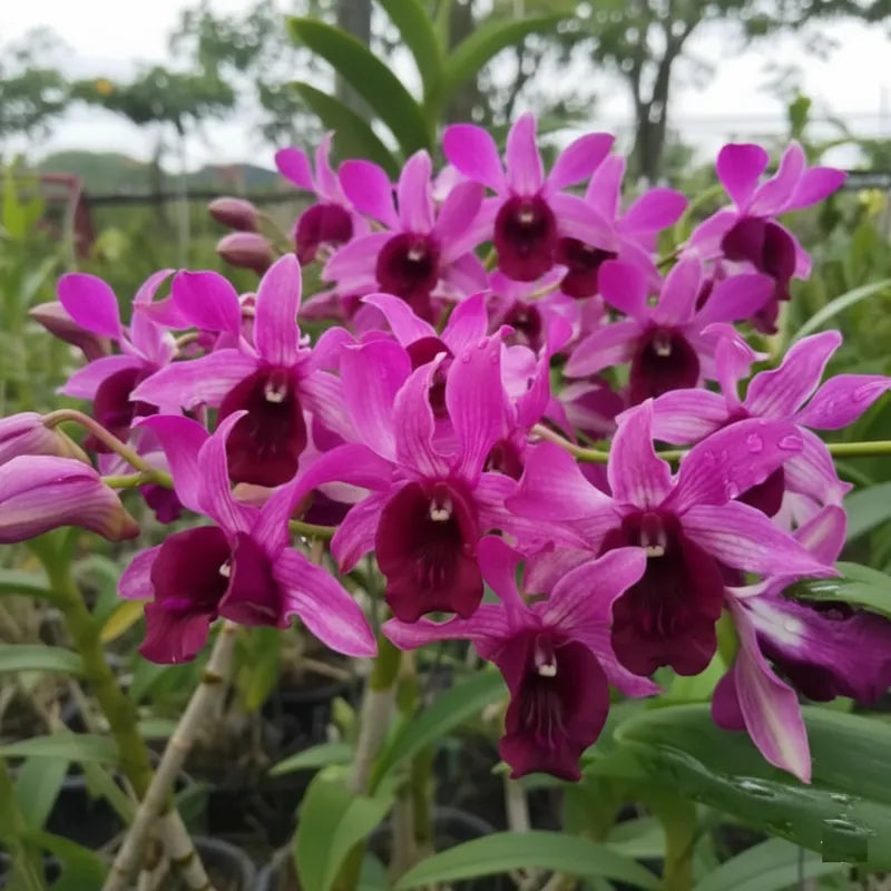 Dendrobium Orchid Botim Seedling
