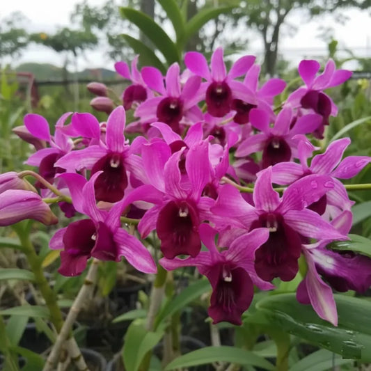 Dendrobium Orchid Botim Seedling