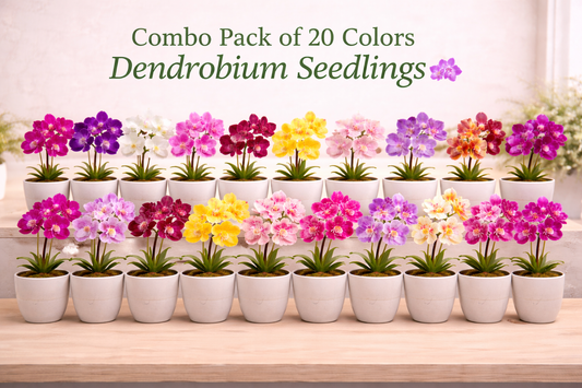 Combo Pack of 20 Colors Dendrobium Seedlings