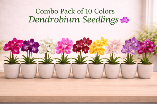 Combo Pack of 10 Colors Dendrobium Seedlings
