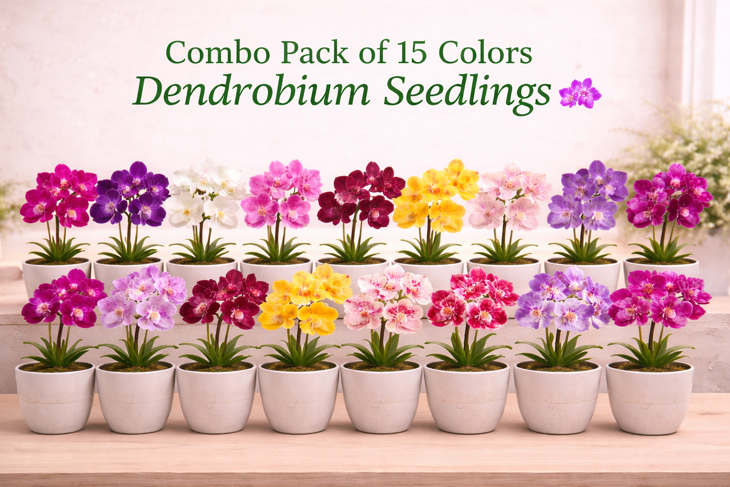 Combo Pack of 15 Colors Dendrobium Seedlings