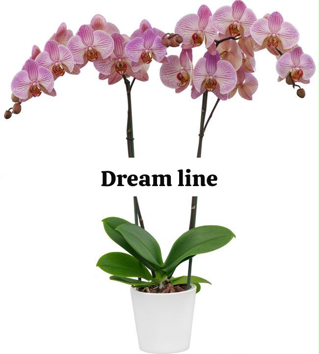Dream line Phalaenopsis orchid