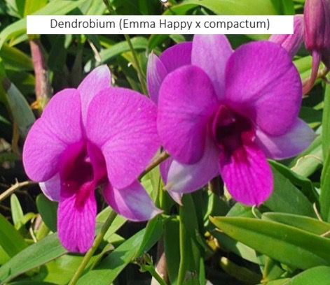 Dendrobium Orchid Emma Happy Compactum Seedling